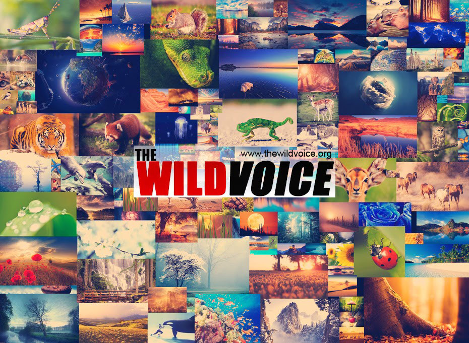 Collage of creation - the wild voice