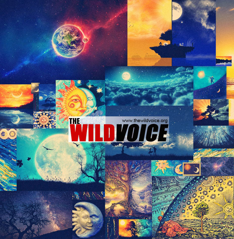 the wild voice day and night
