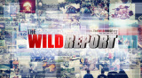 the wild report
